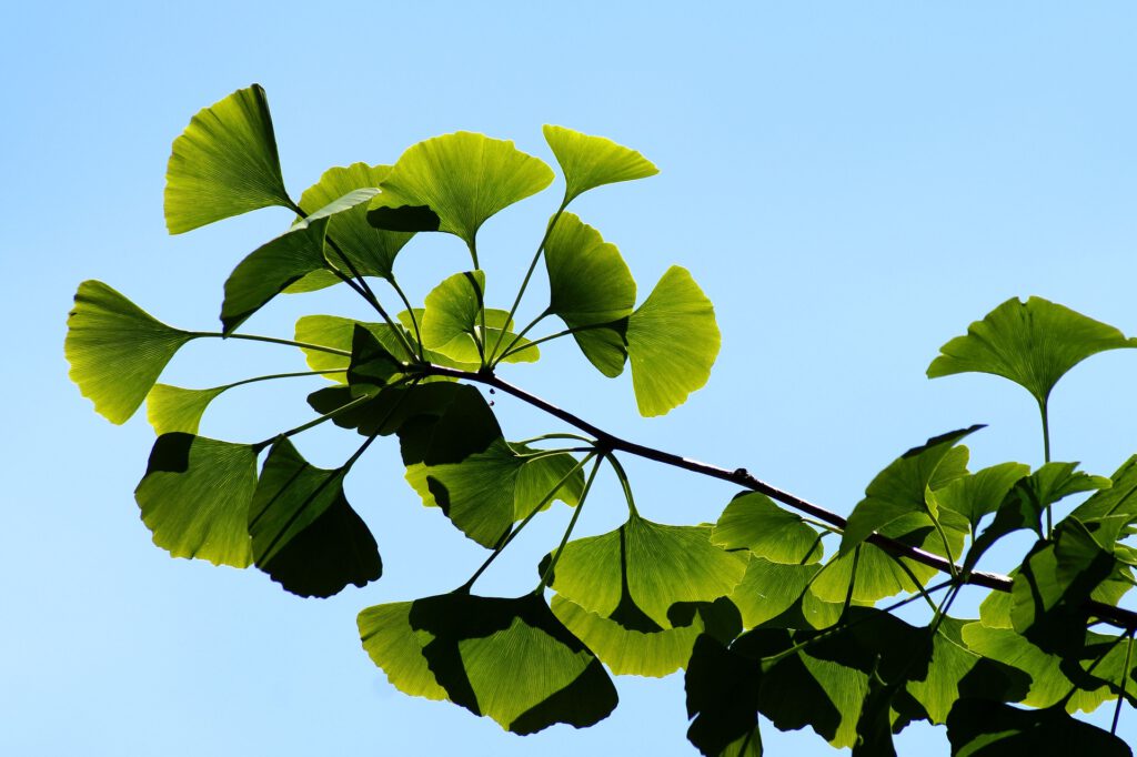 Japanischer Ginkgo (Ginkgo biloba) - Pflanzenelixier der Langlebigkeit