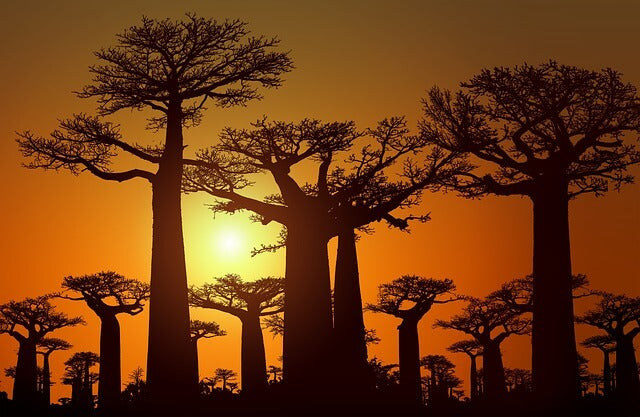 Großer Baum in Pulverform – welche Eigenschaften hat Baobab-Pulver?