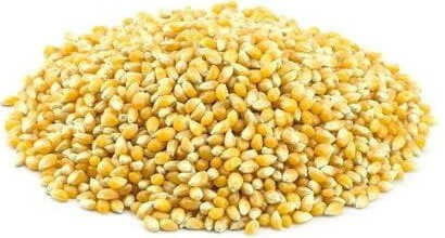 Popcorn (Maiskorn) BIO (Rohstoff) (25 kg)